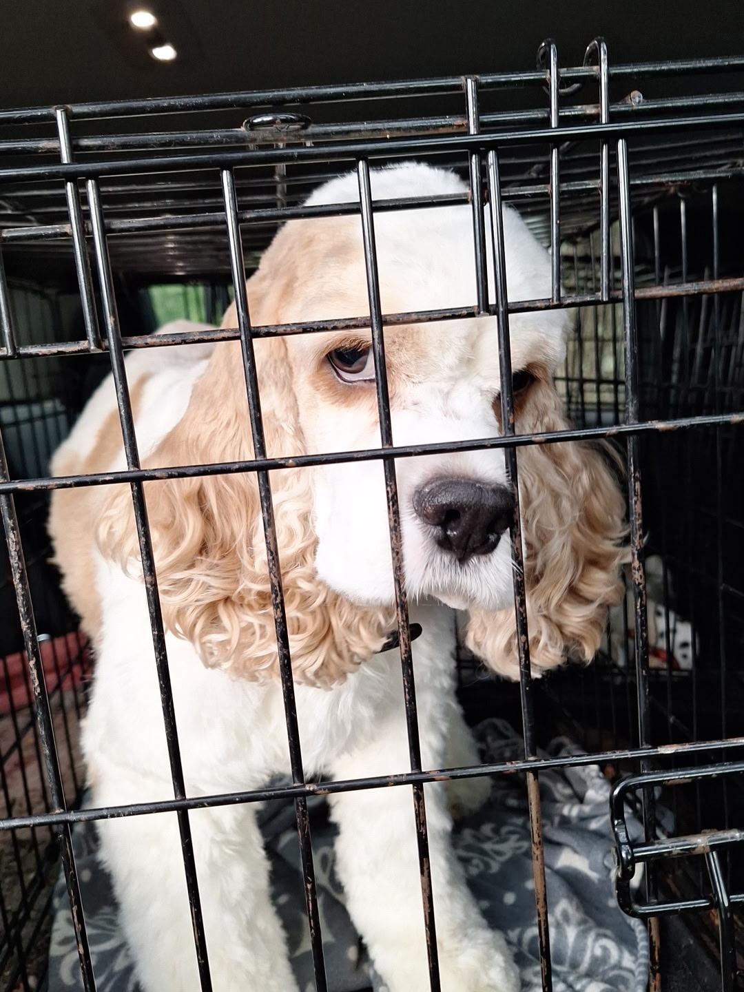 Enlarge Charlie, a ADOPTABLE Cocker Spaniel in Grove, OK image 2/2