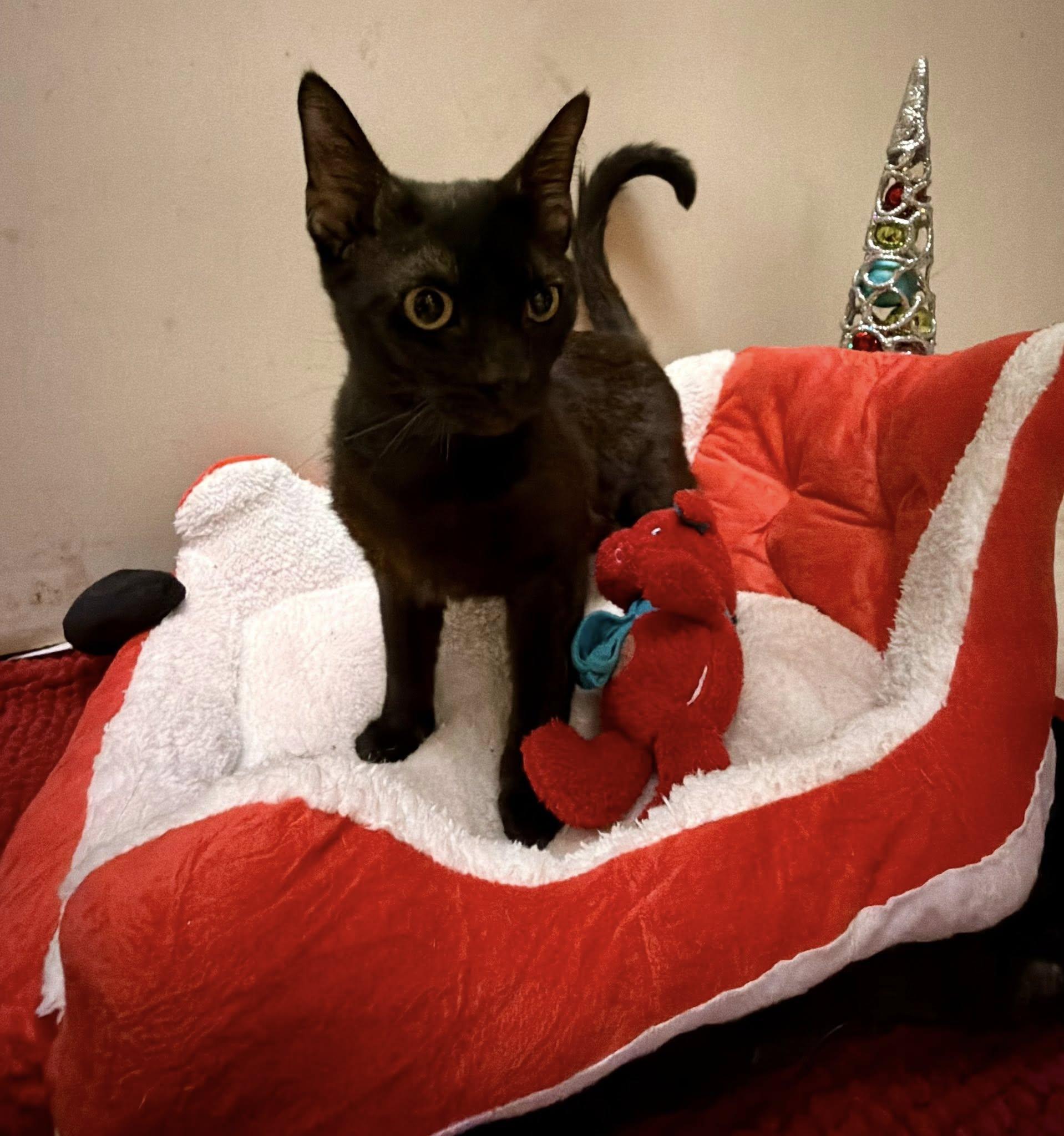 Enlarge Leo, a Adoptable Domestic Short Hair in Terre Haute, IN image 1/1