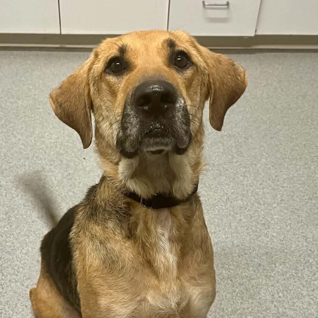 Enlarge Tia, a Adoptable mixed breed in Moundsville, WV image 1/1