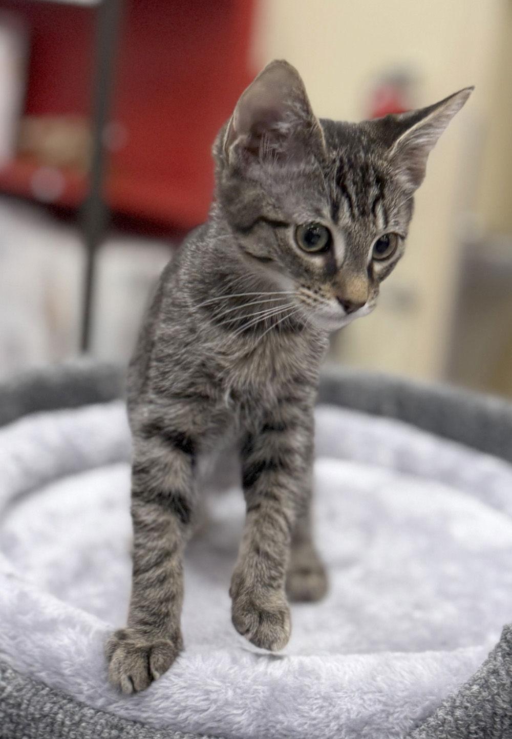 Fern, Adoptable, Kitten Male Domestic Short Hair.