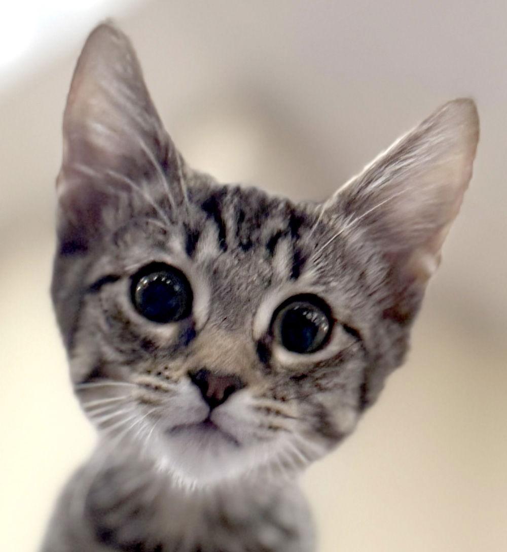 Fern, Adoptable, Kitten Male Domestic Short Hair.