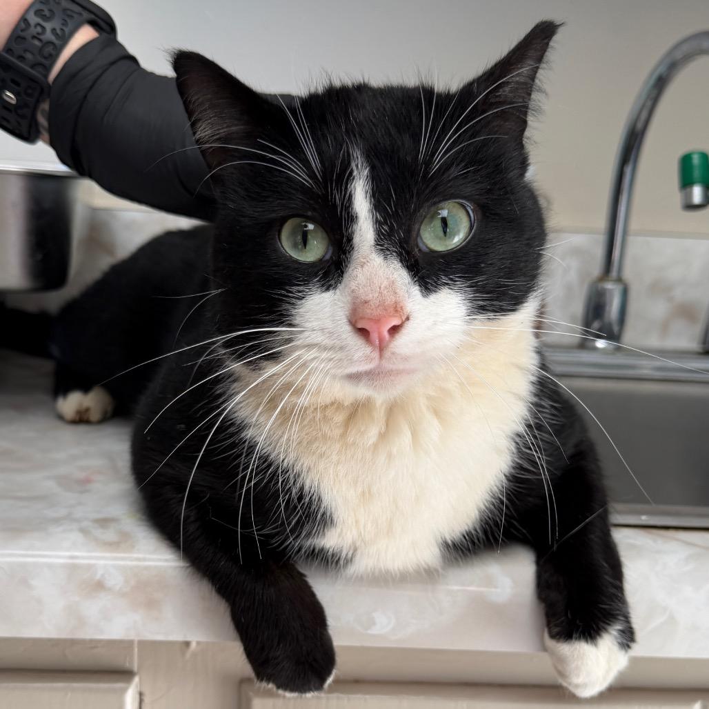 Domino — thumbnail 2