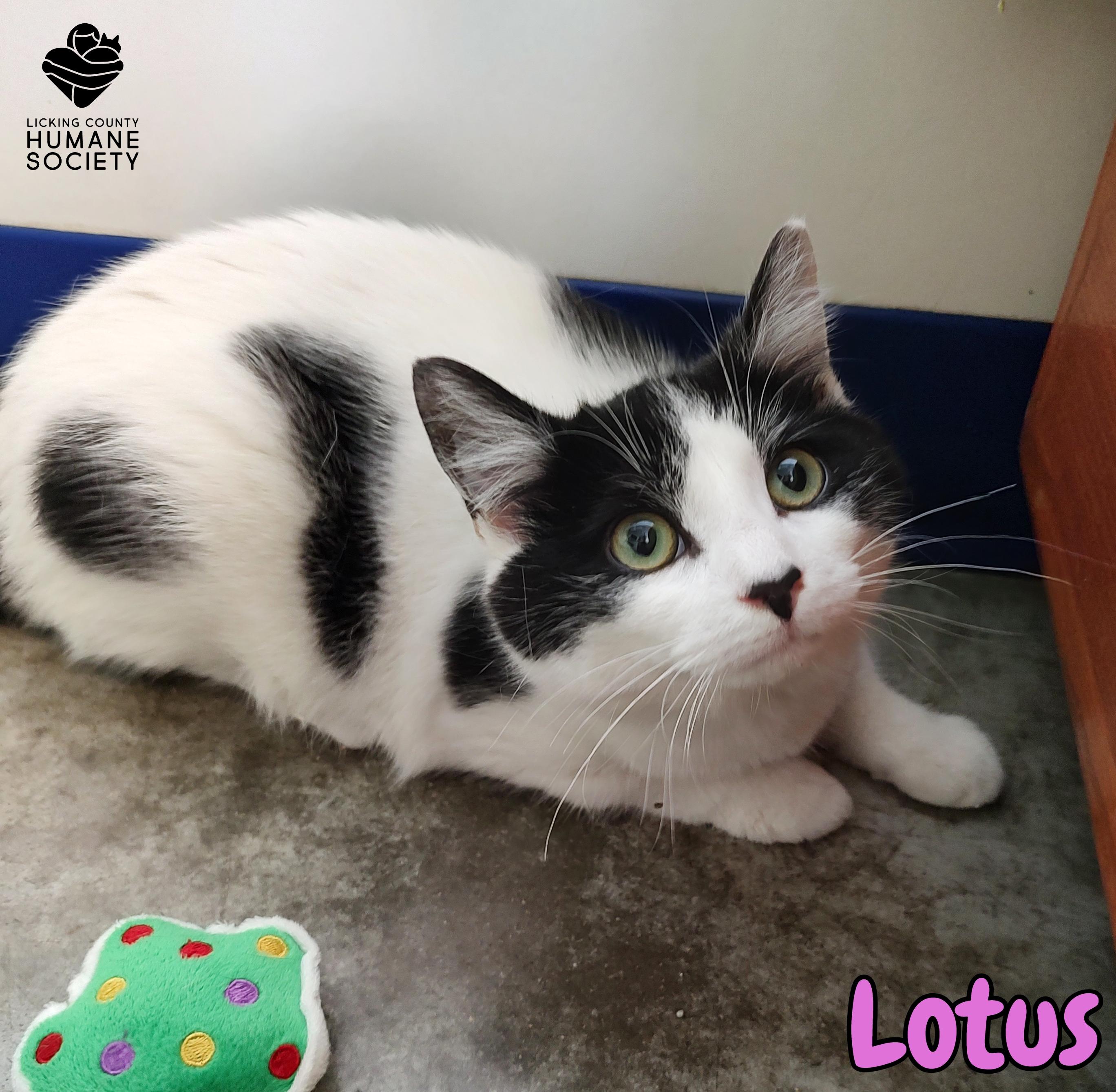 Lotus, adopted, Young Female Domestic Short Hair.