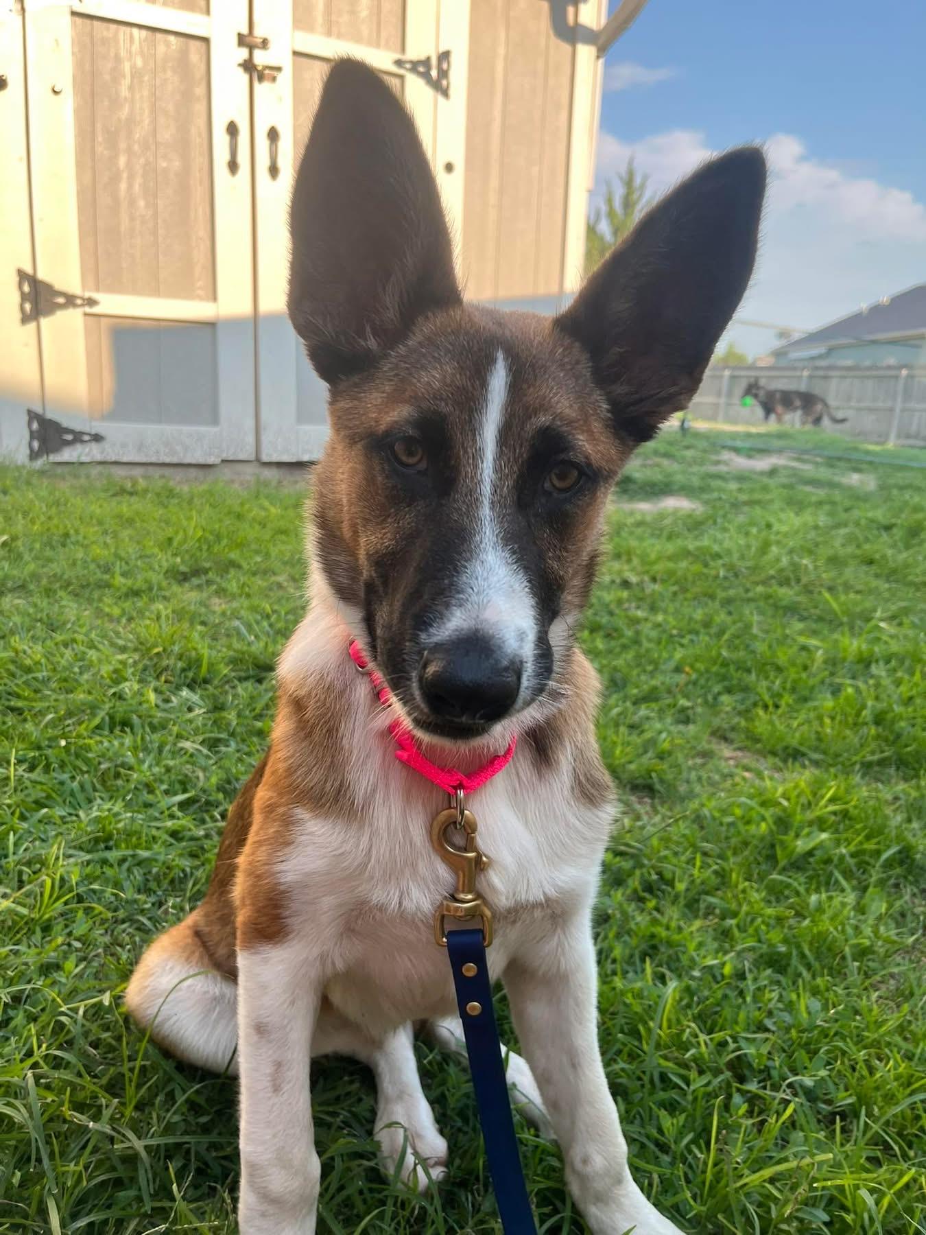 Scout, a ADOPTABLE mixed breed in Manhattan, KS image 3/5