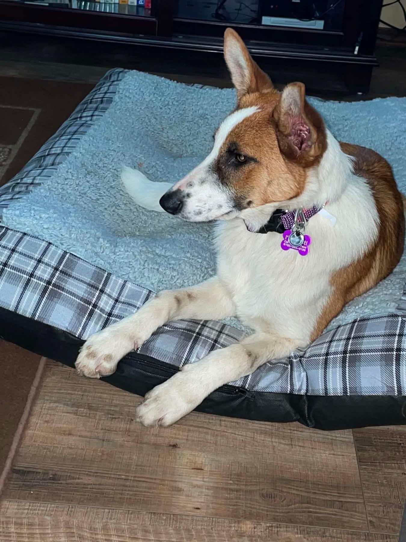 Scout, a ADOPTABLE mixed breed in Manhattan, KS image 5/5
