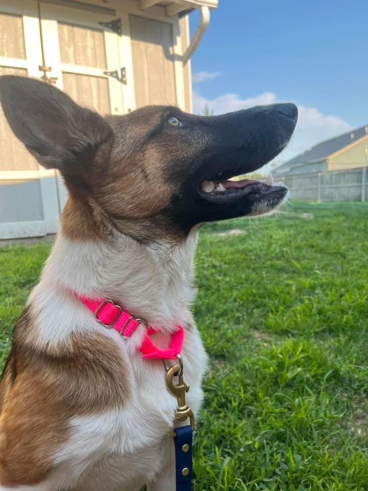 Scout, a ADOPTABLE mixed breed in Manhattan, KS image 2/5