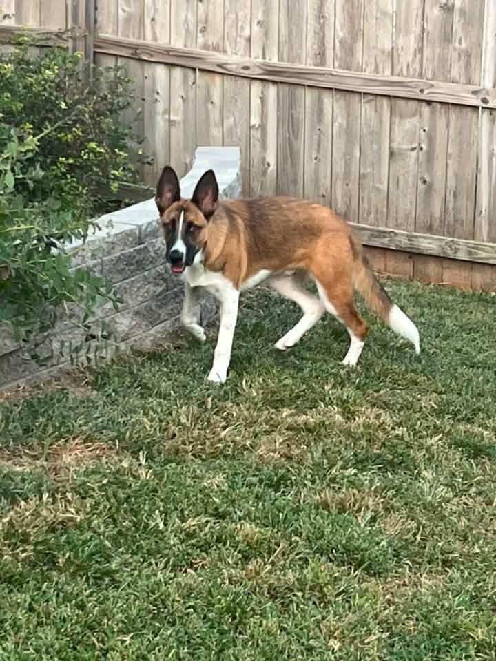 Enlarge Scout, a ADOPTABLE mixed breed in Manhattan, KS image 2/6