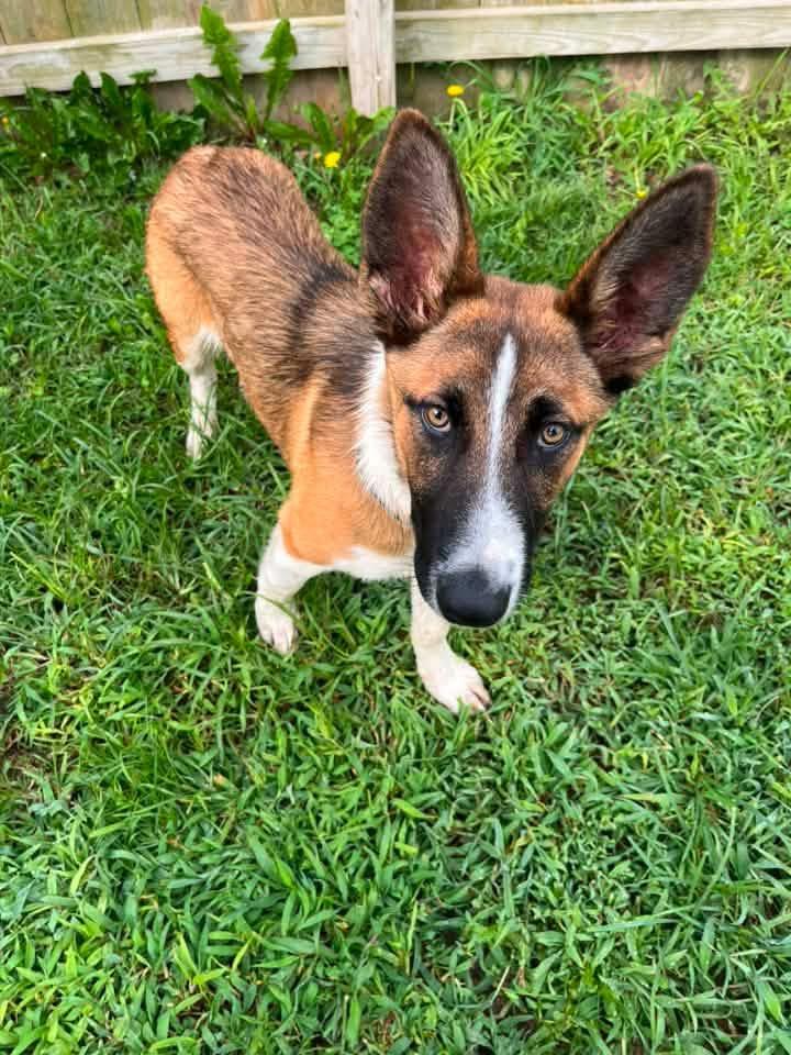 Scout, ADOPTABLE, Young Male Shepherd.