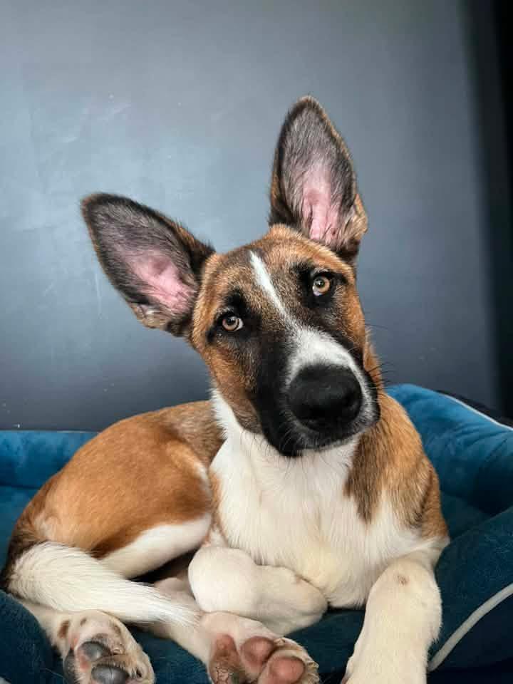 Scout, ADOPTABLE, Young Male Shepherd.