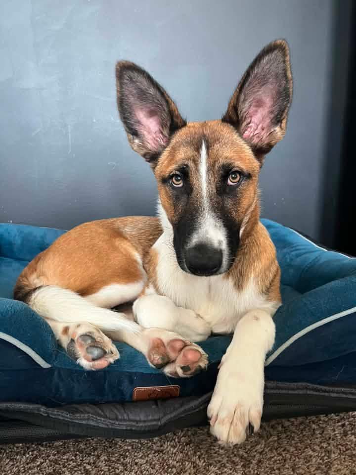 Enlarge Scout, a ADOPTABLE mixed breed in Manhattan, KS image 4/6