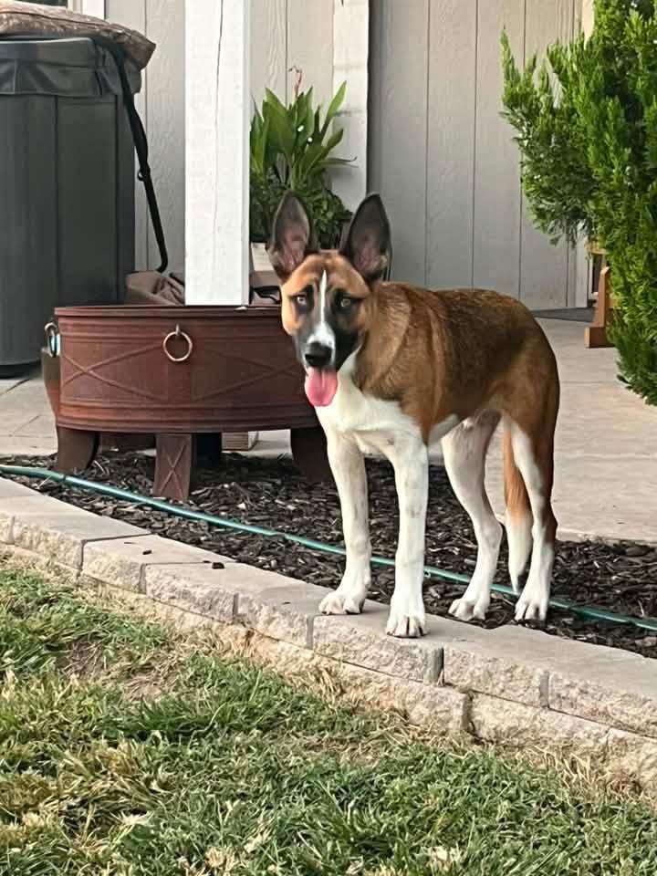 Enlarge Scout, a ADOPTABLE mixed breed in Manhattan, KS image 5/6