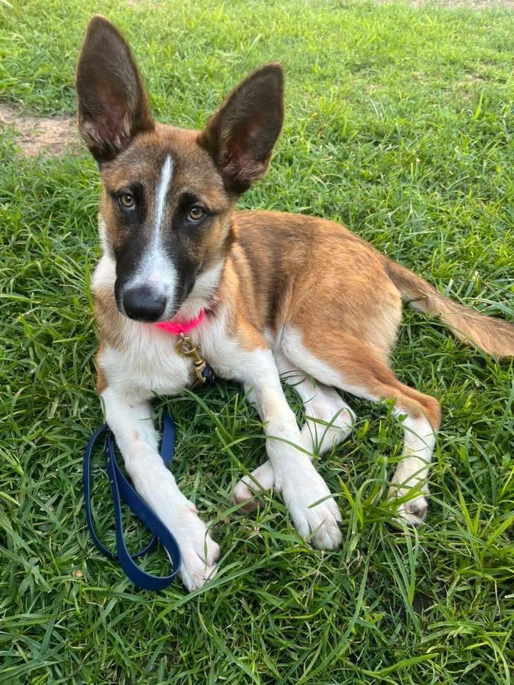 Scout, ADOPTABLE, Young Male Shepherd.