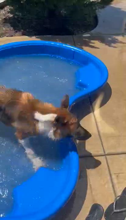 Enlarge Scout, a ADOPTABLE mixed breed in Manhattan, KS video 6/6