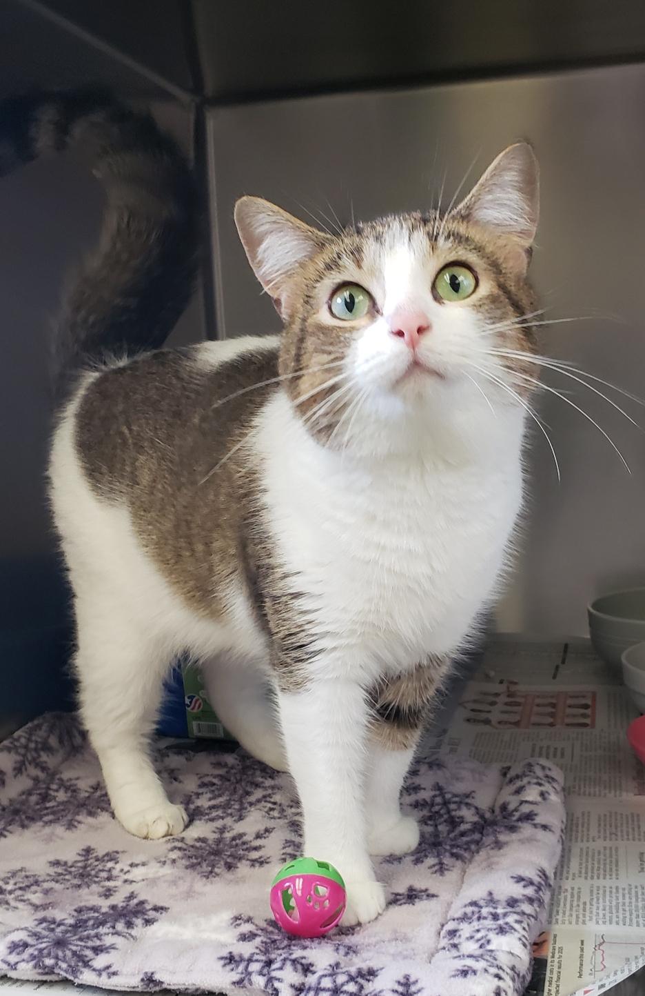 Lucy, an adopted Domestic Short Hair in Mansfield, OH_image-1