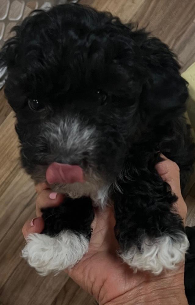 Enlarge Louie, a Adoptable mixed breed in Waterloo, IL image 3/4
