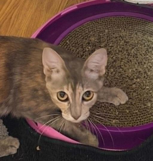 Enlarge Sapphire, a ADOPTABLE mixed breed in Waxahachie, TX image 4/4