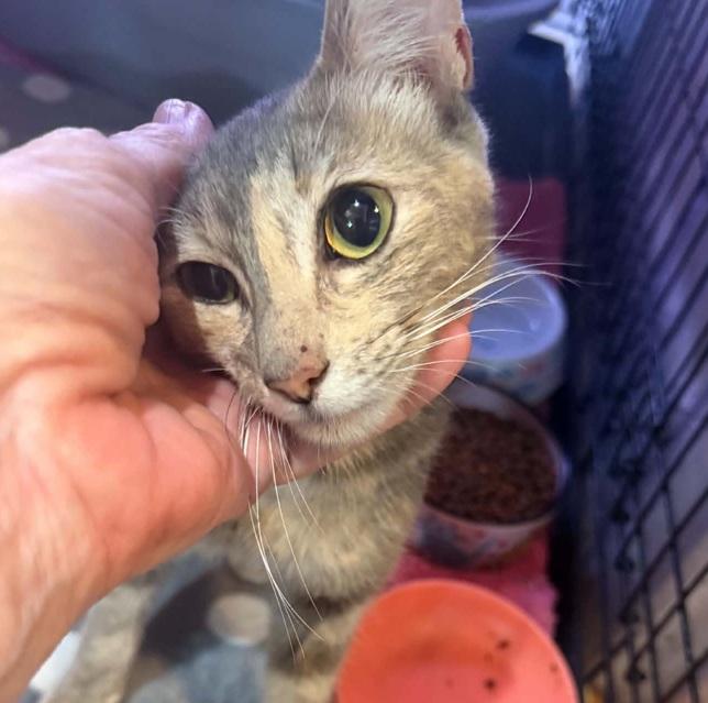 Enlarge Sapphire, a ADOPTABLE mixed breed in Waxahachie, TX image 2/4