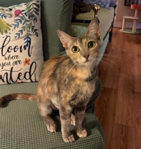 Sapphire, ADOPTABLE, Young Female Tabby & Dilute Calico.