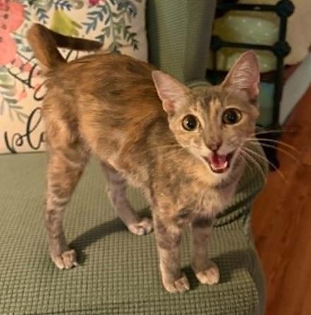 Enlarge Sapphire, a ADOPTABLE mixed breed in Waxahachie, TX image 3/4
