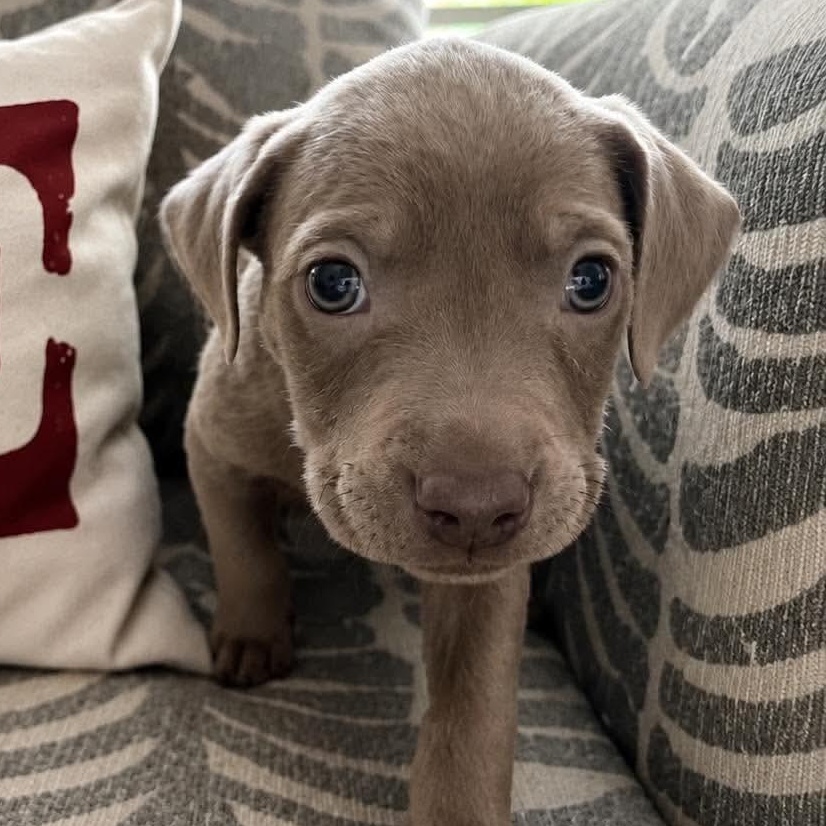 Lender (In Foster), Adoptable, Puppy Male Mixed Breed & Beagle.