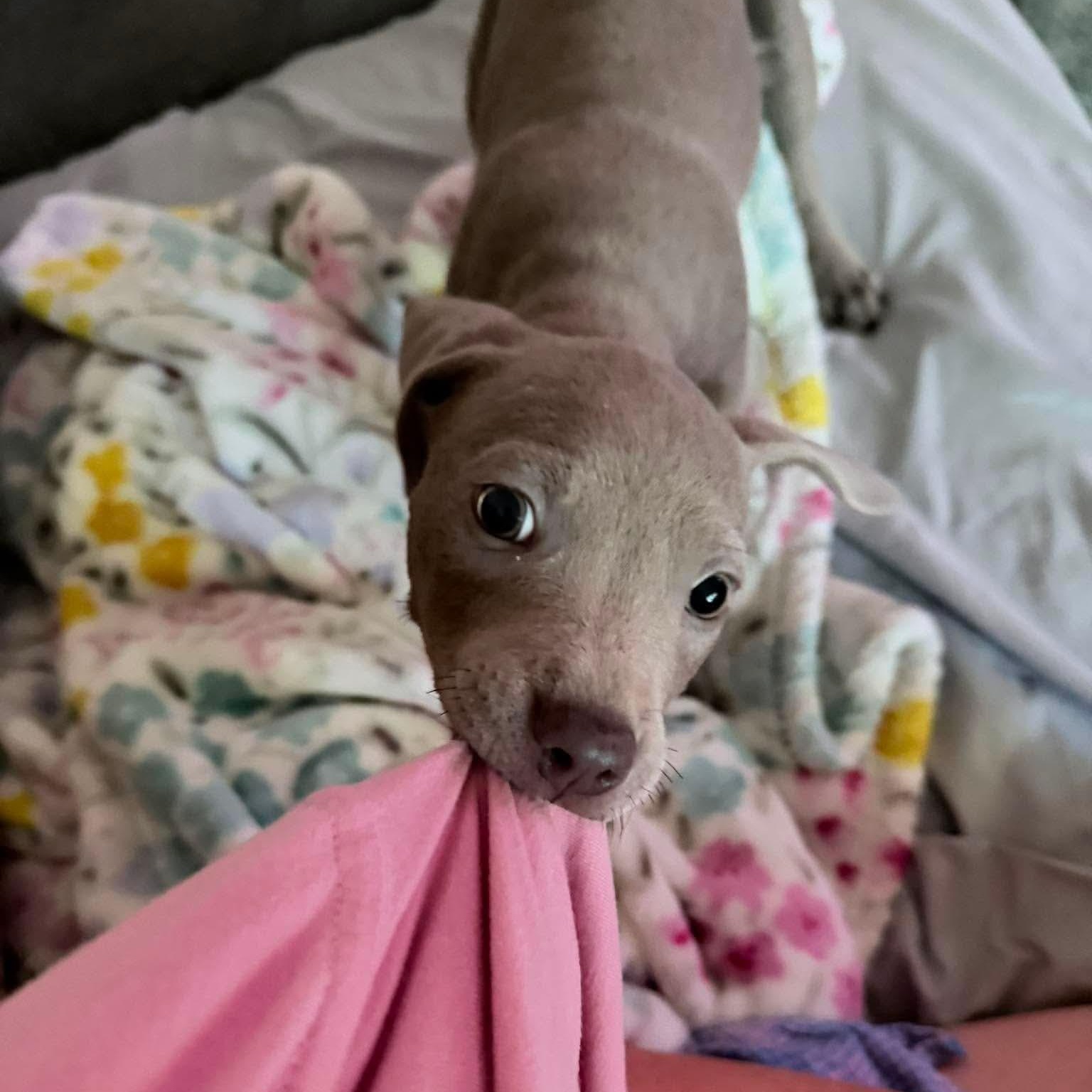 Lender (In Foster), a Adoptable mixed breed in Minooka, IL image 3/5