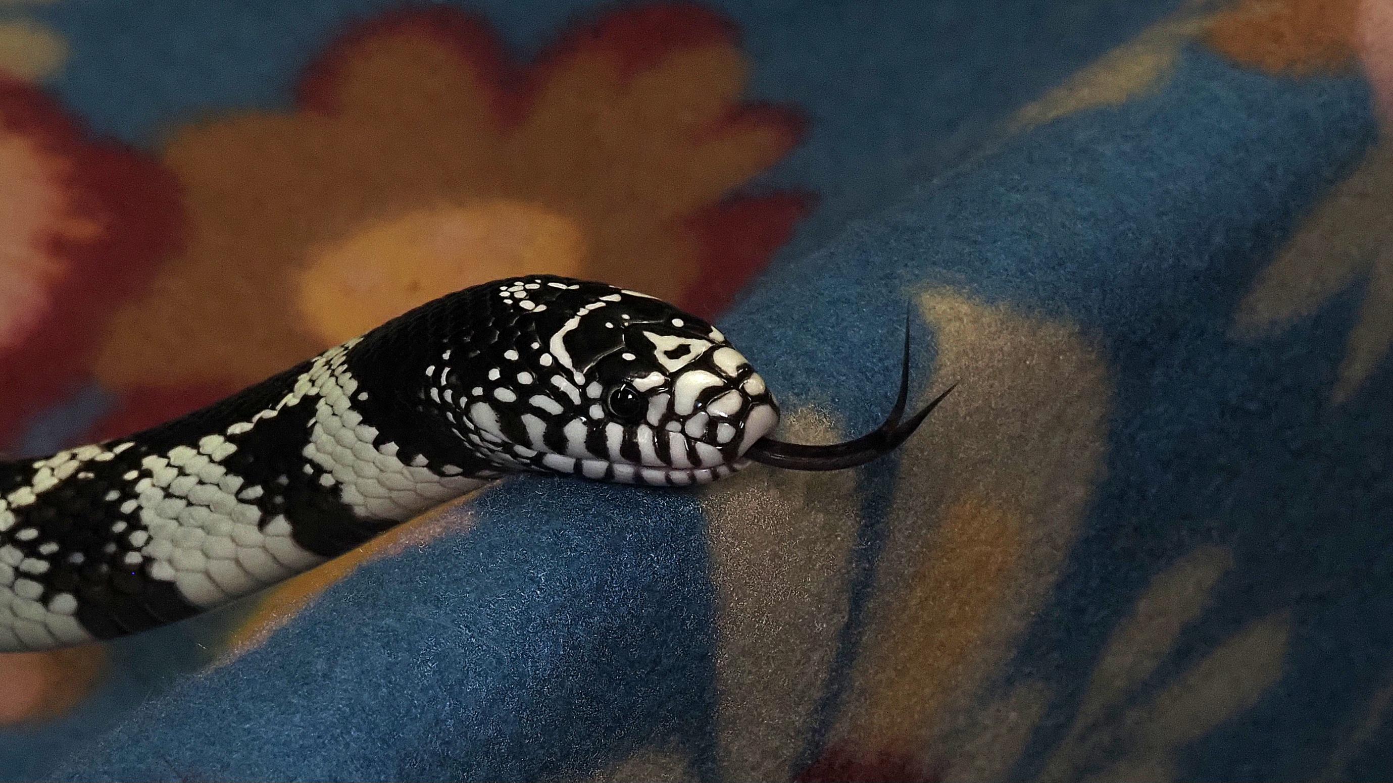 Enlarge Omari - California King Snake, a ADOPTABLE King / Milk in Tacoma, WA image 1/3