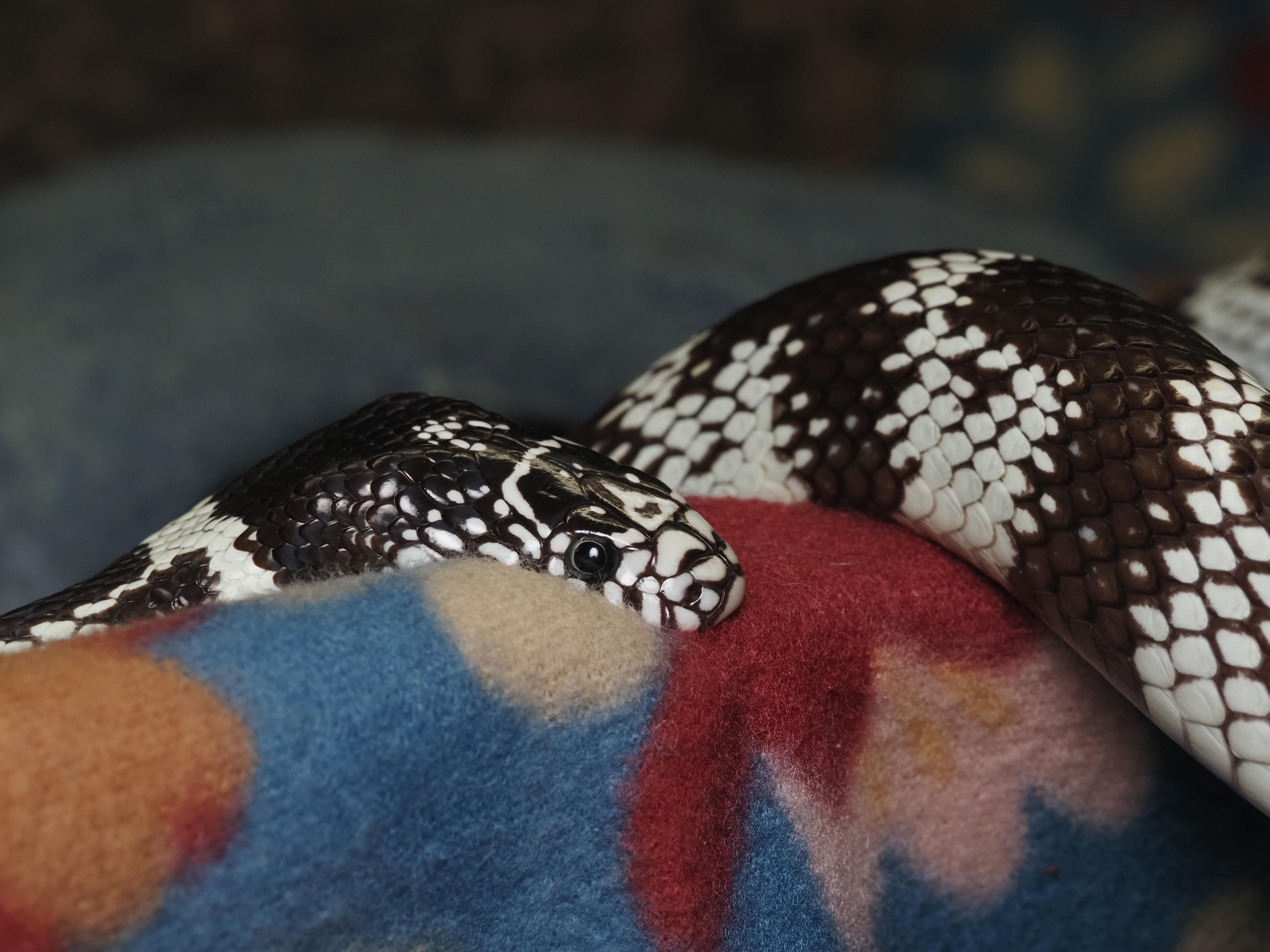Enlarge Omari - California King Snake, a ADOPTABLE King / Milk in Tacoma, WA image 2/3