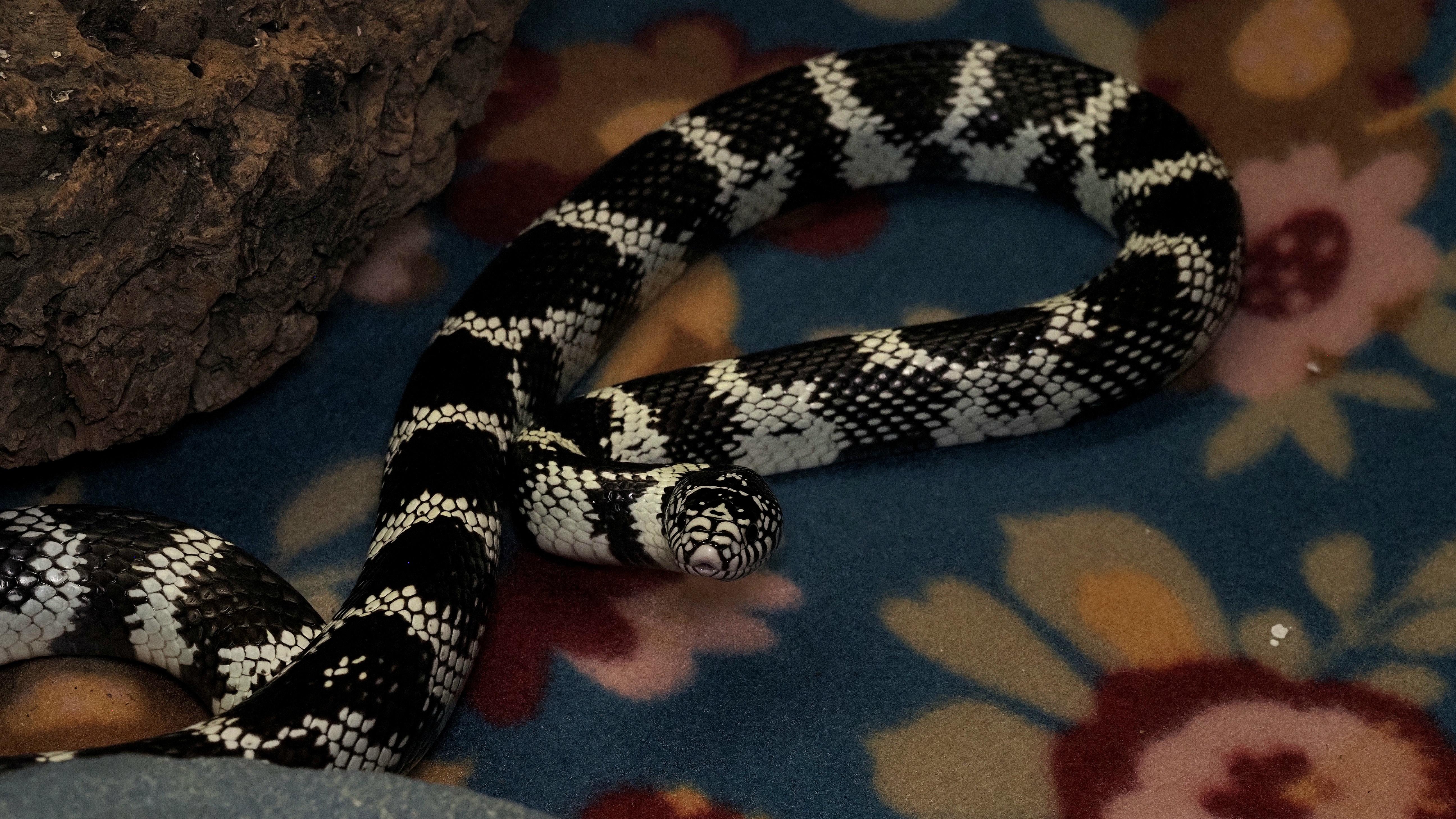 Enlarge Omari - California King Snake, a ADOPTABLE King / Milk in Tacoma, WA image 3/3