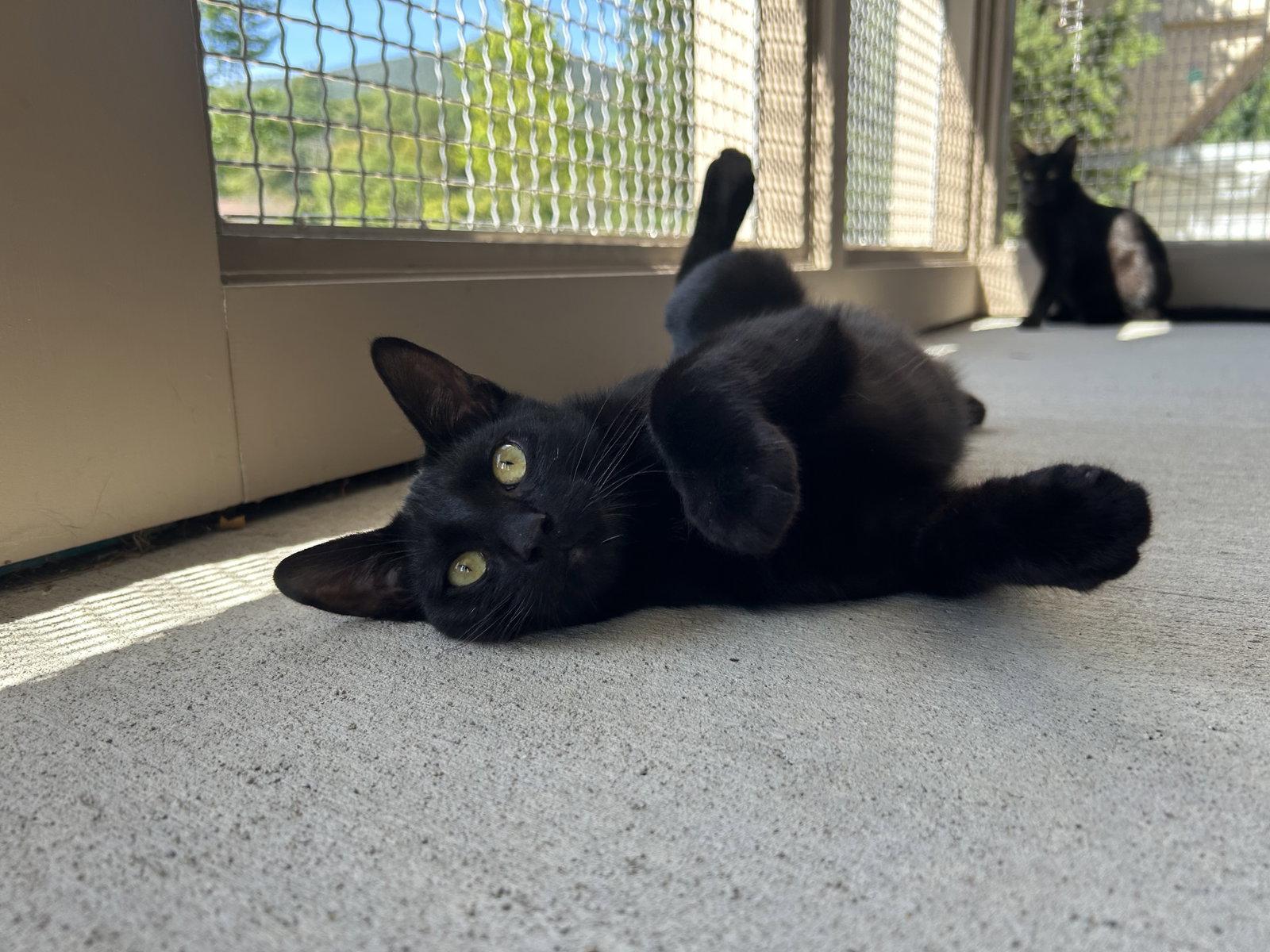 Larkin, Adoptable, Young Male Domestic Short Hair.