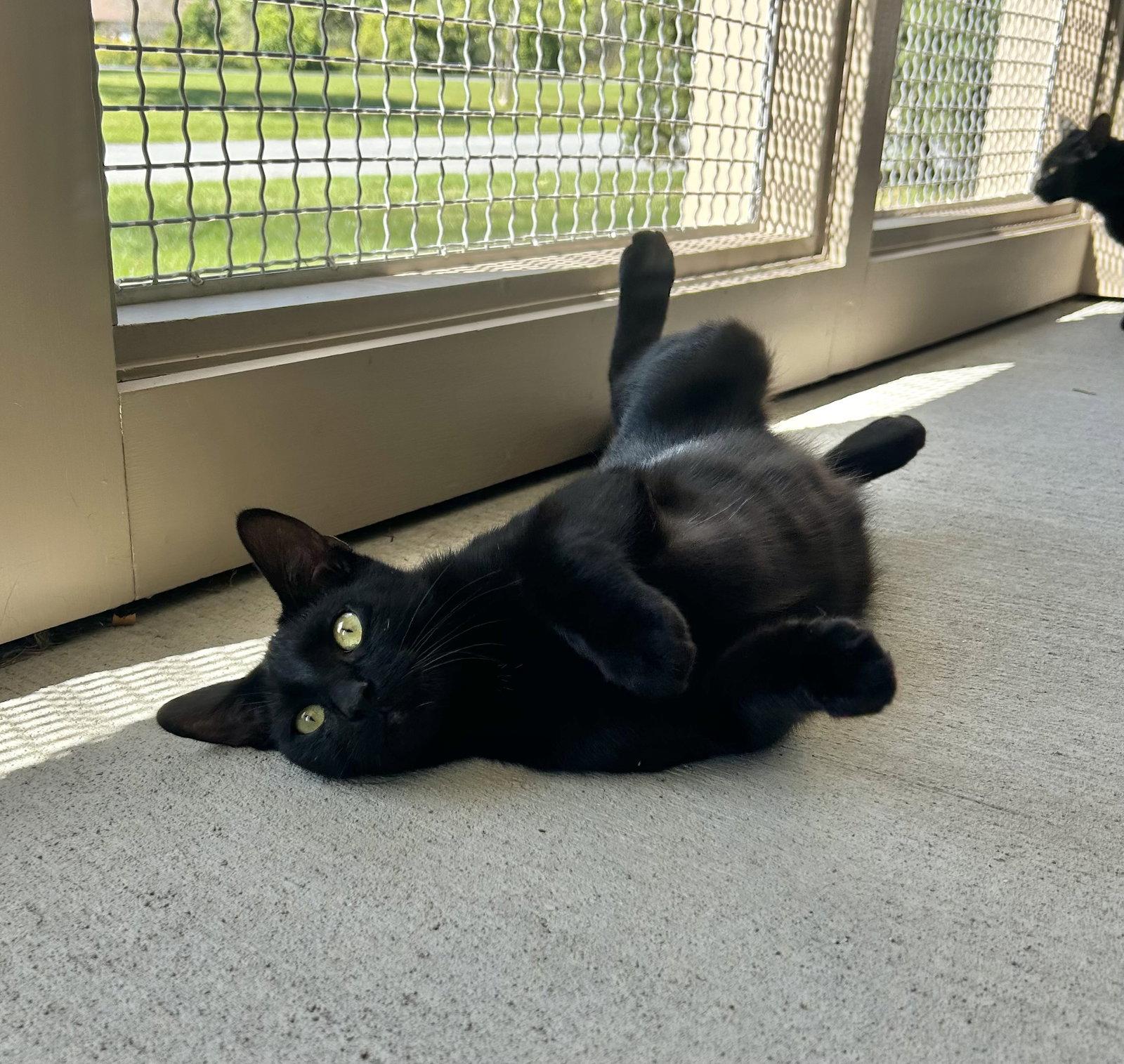 Enlarge Larkin, a Adoptable Domestic Short Hair in Arlington, VT image 2/2