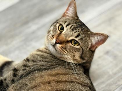 Enlarge Casey, a Adoptable Domestic Short Hair in Port Saint Joe, FL image 1/3