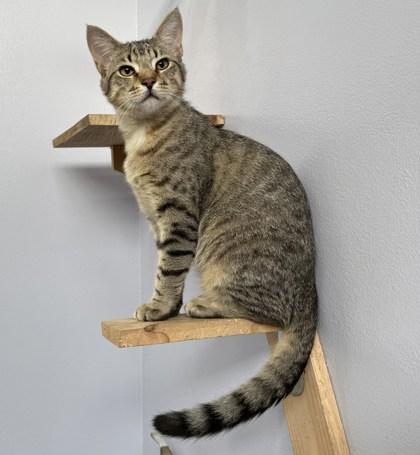 Casey, a Adoptable Domestic Short Hair in Port Saint Joe, FL image 1/3