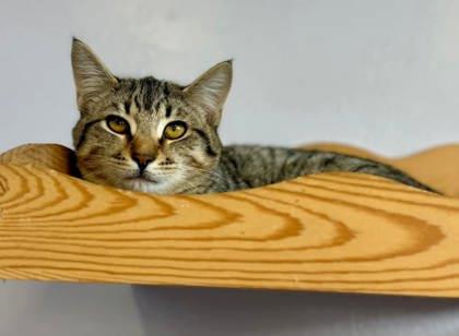 Casey, a Adoptable Domestic Short Hair in Port Saint Joe, FL image 2/3