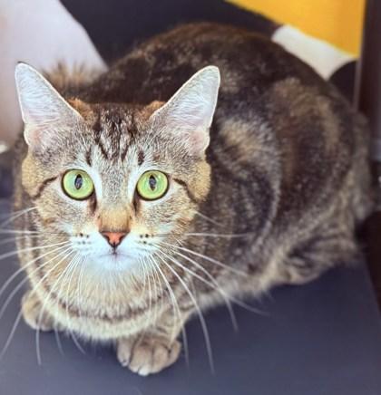 Casey, Adoptable, Kitten Male Domestic Short Hair & Domestic Short Hair.