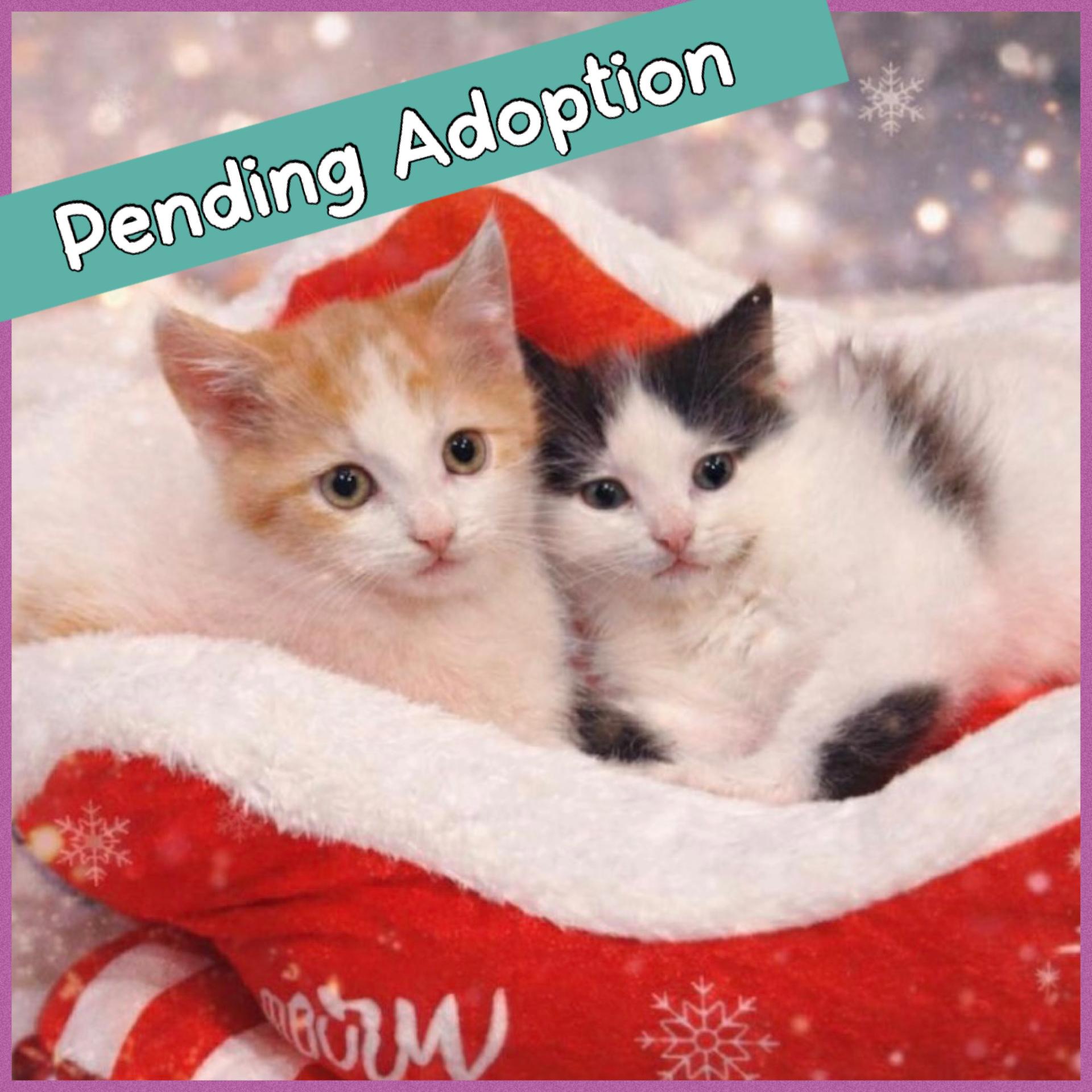 Yam & Ham, adopted, Kitten Male Domestic Long Hair.