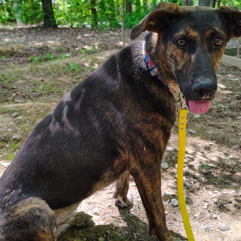 Enlarge Sassy, a Adoptable Mixed Breed in Evensville, TN image 2/6