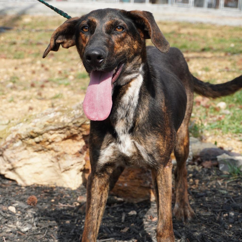 Enlarge Sassy, a Adoptable Mixed Breed in Evensville, TN image 2/5