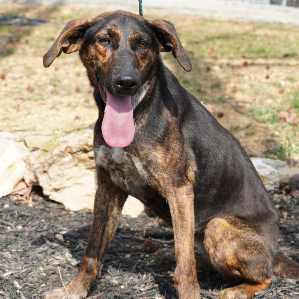 Enlarge Sassy, a Adoptable Mixed Breed in Evensville, TN image 3/5