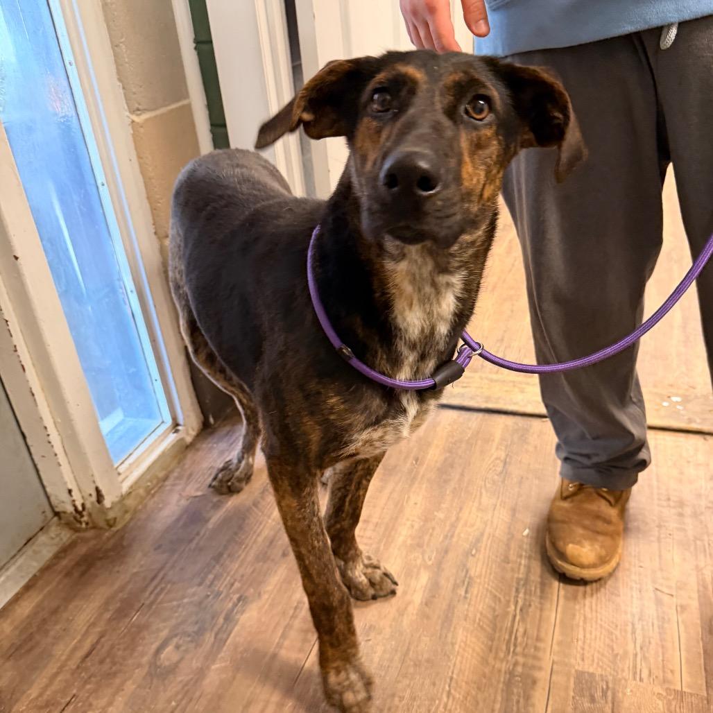 Enlarge Sassy, a Adoptable Mixed Breed in Evensville, TN image 4/5