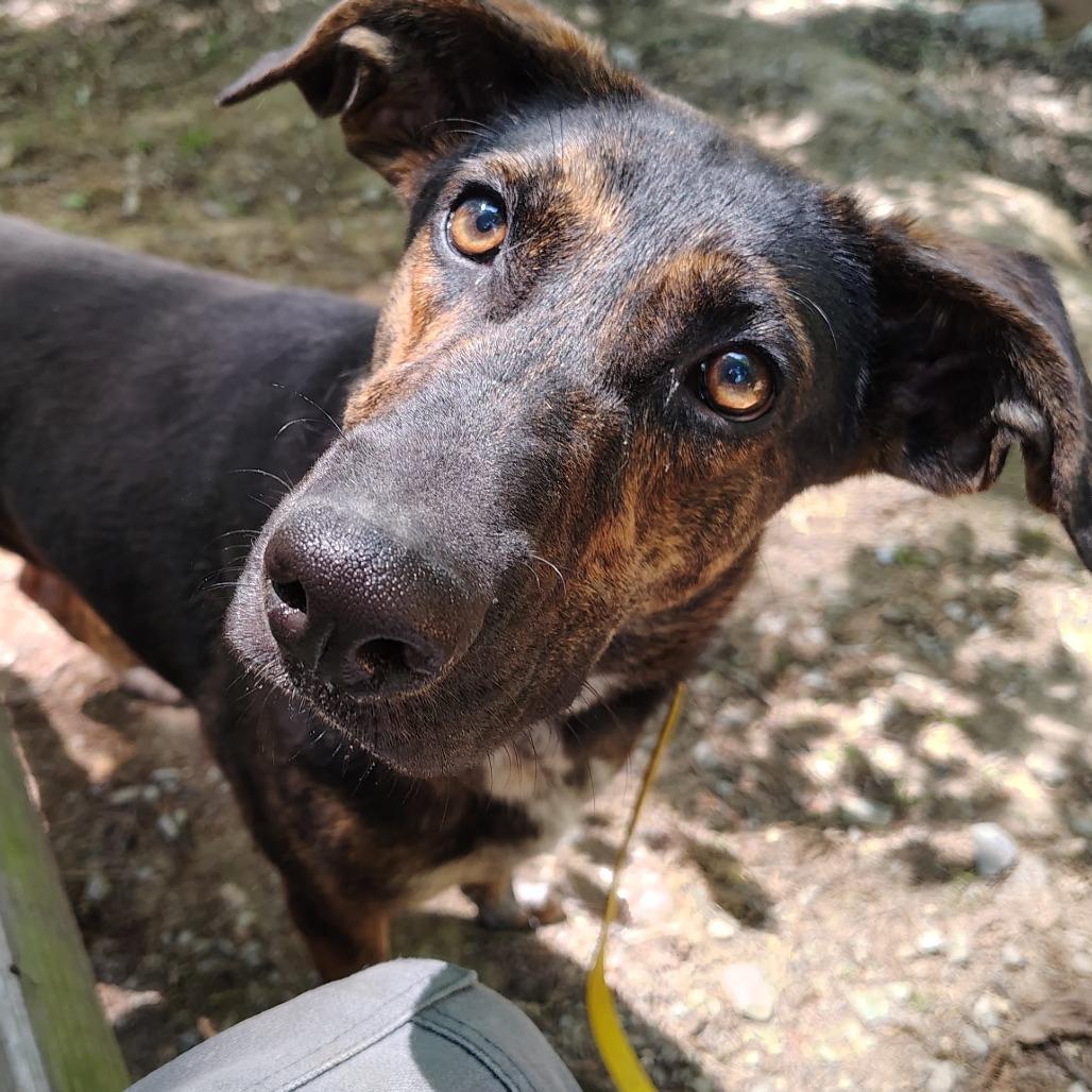 Sassy, a Adoptable Mixed Breed in Evensville, TN image 5/6