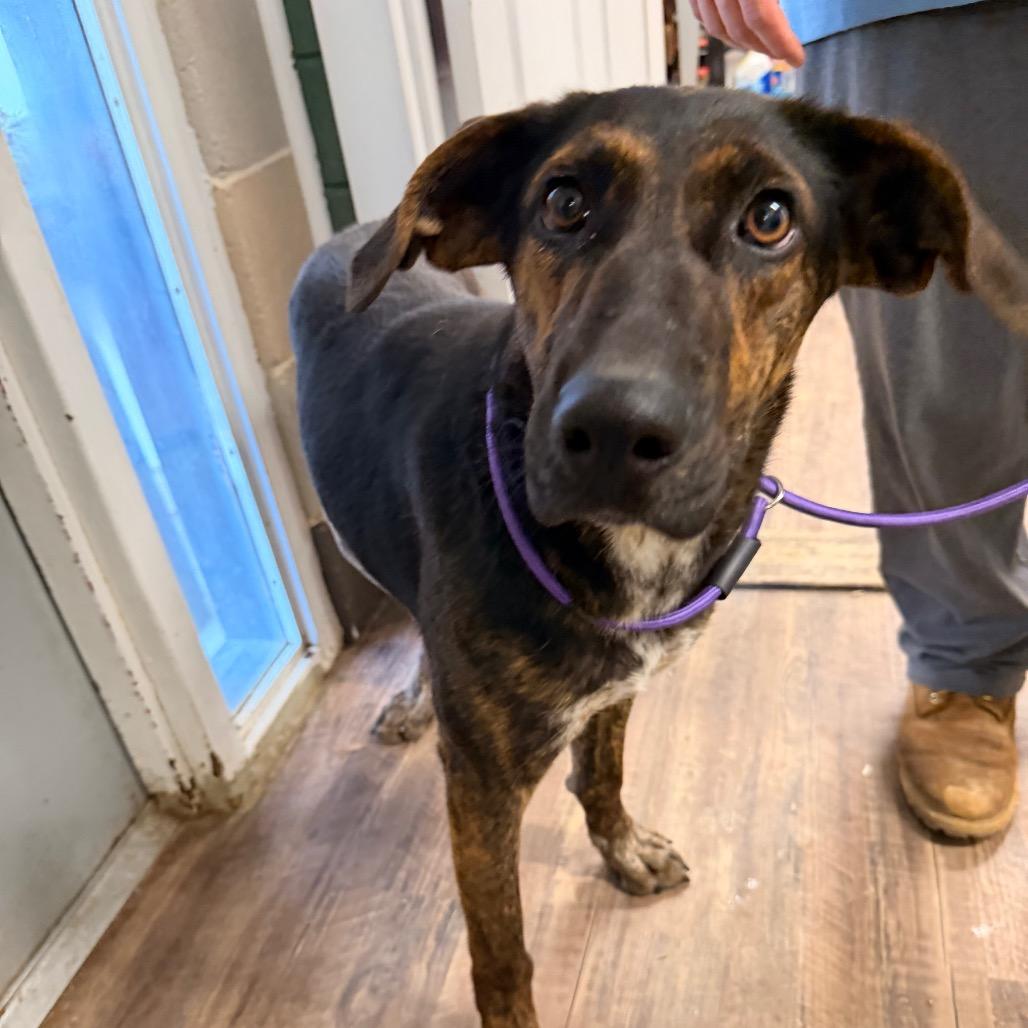 Enlarge Sassy, a Adoptable Mixed Breed in Evensville, TN image 5/5