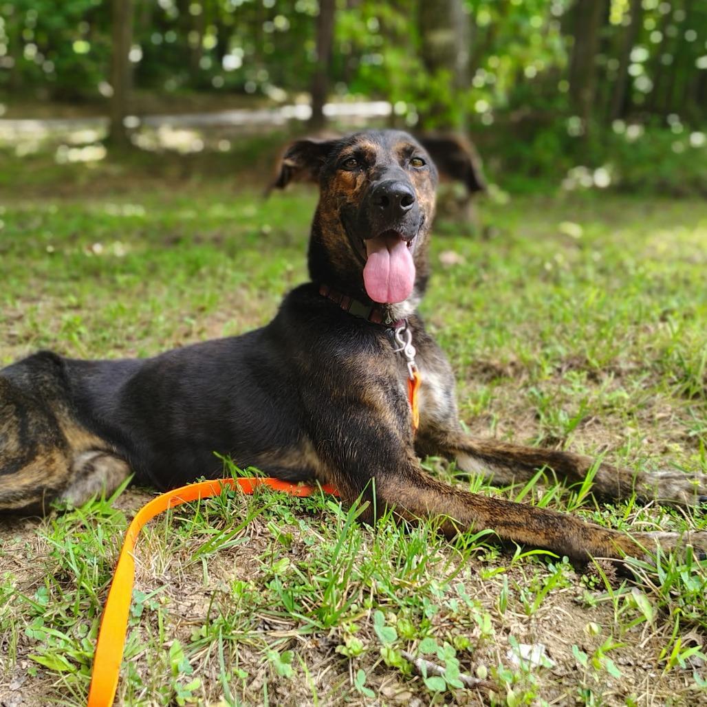 Enlarge Sassy, a Adoptable Mixed Breed in Evensville, TN image 6/6