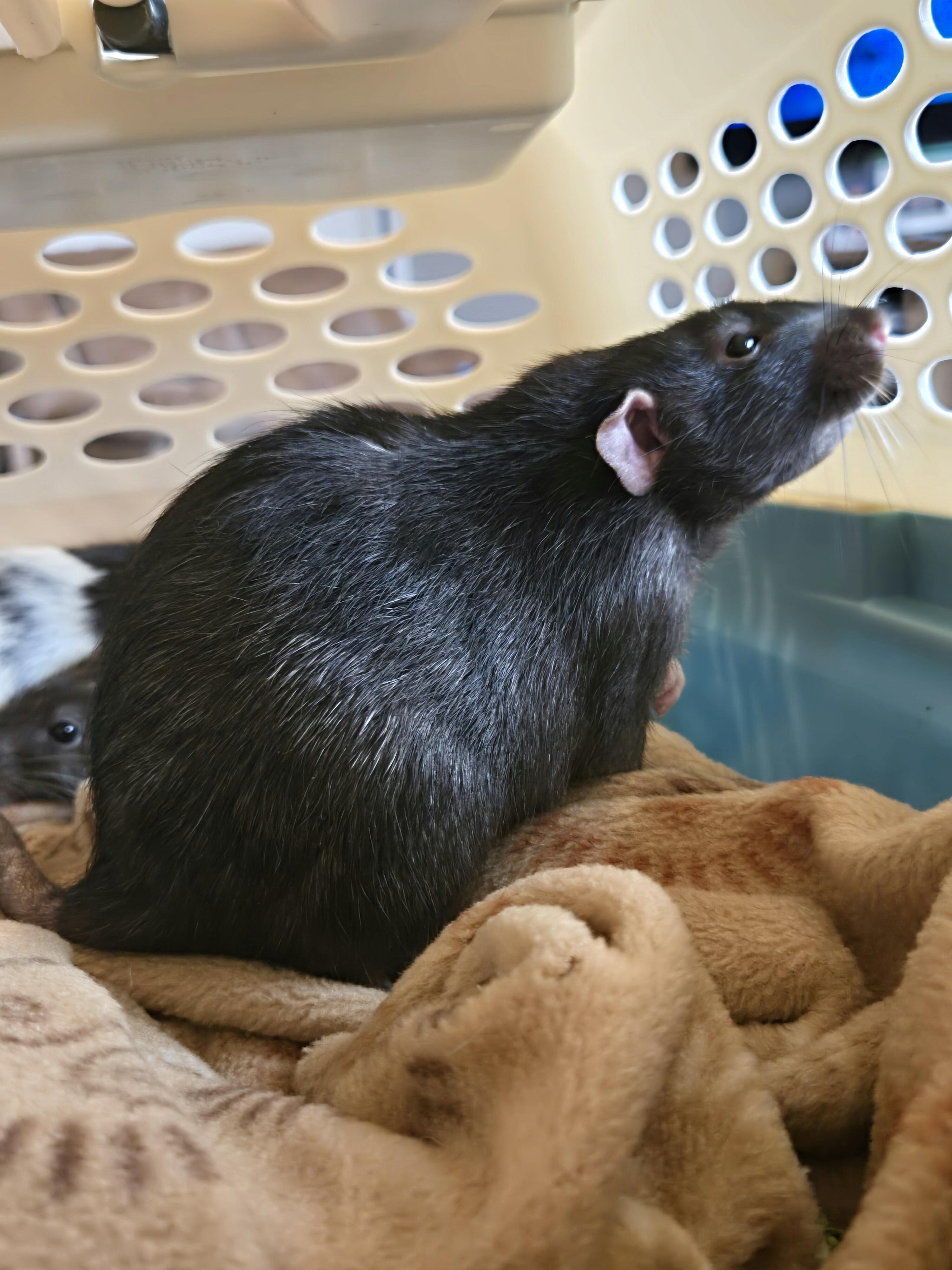 Battleship, Adoptable, Adult Male Rat.