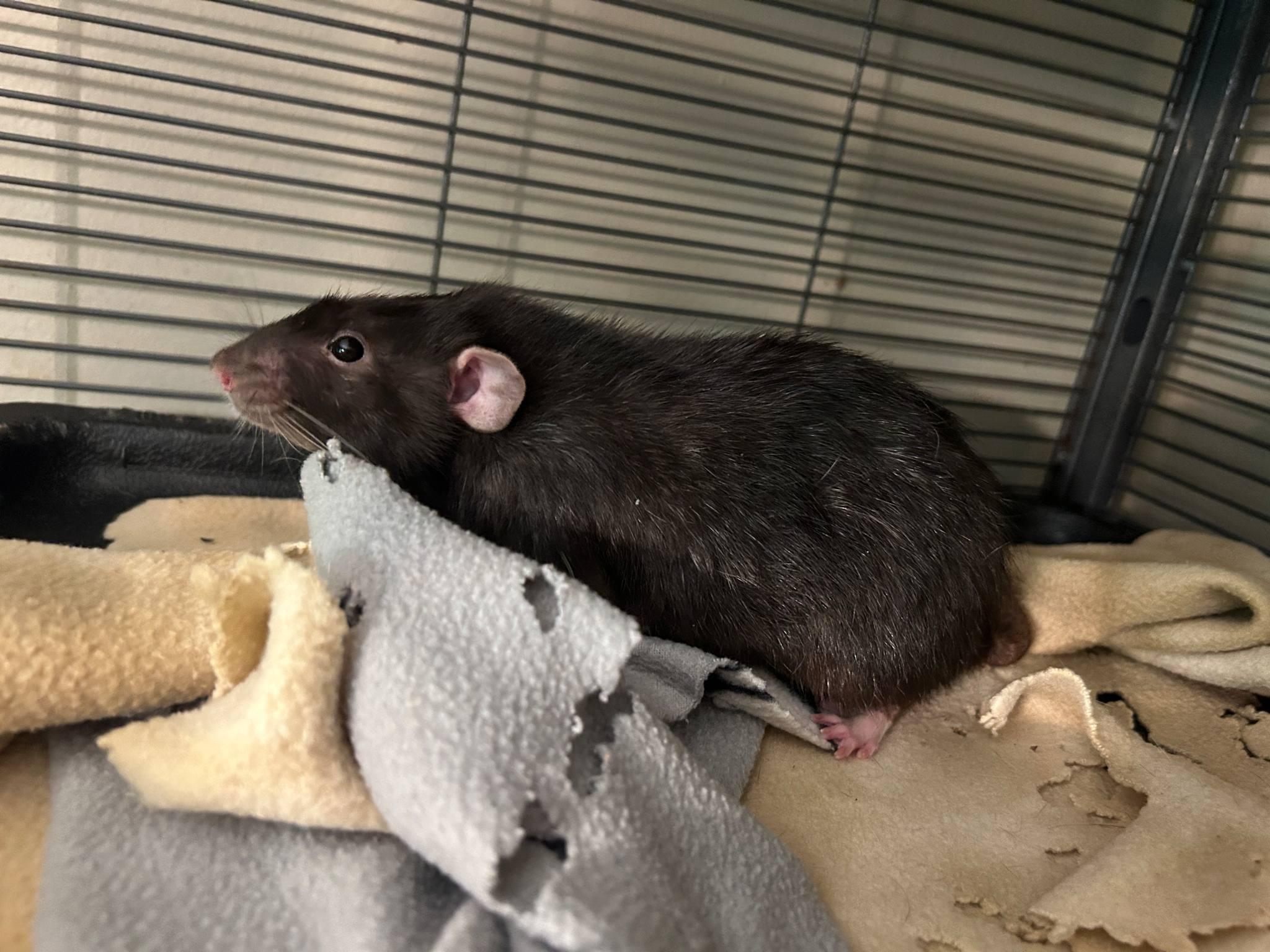 Enlarge Battleship, a Adoptable Rat in Saint Paul, MN image 2/4