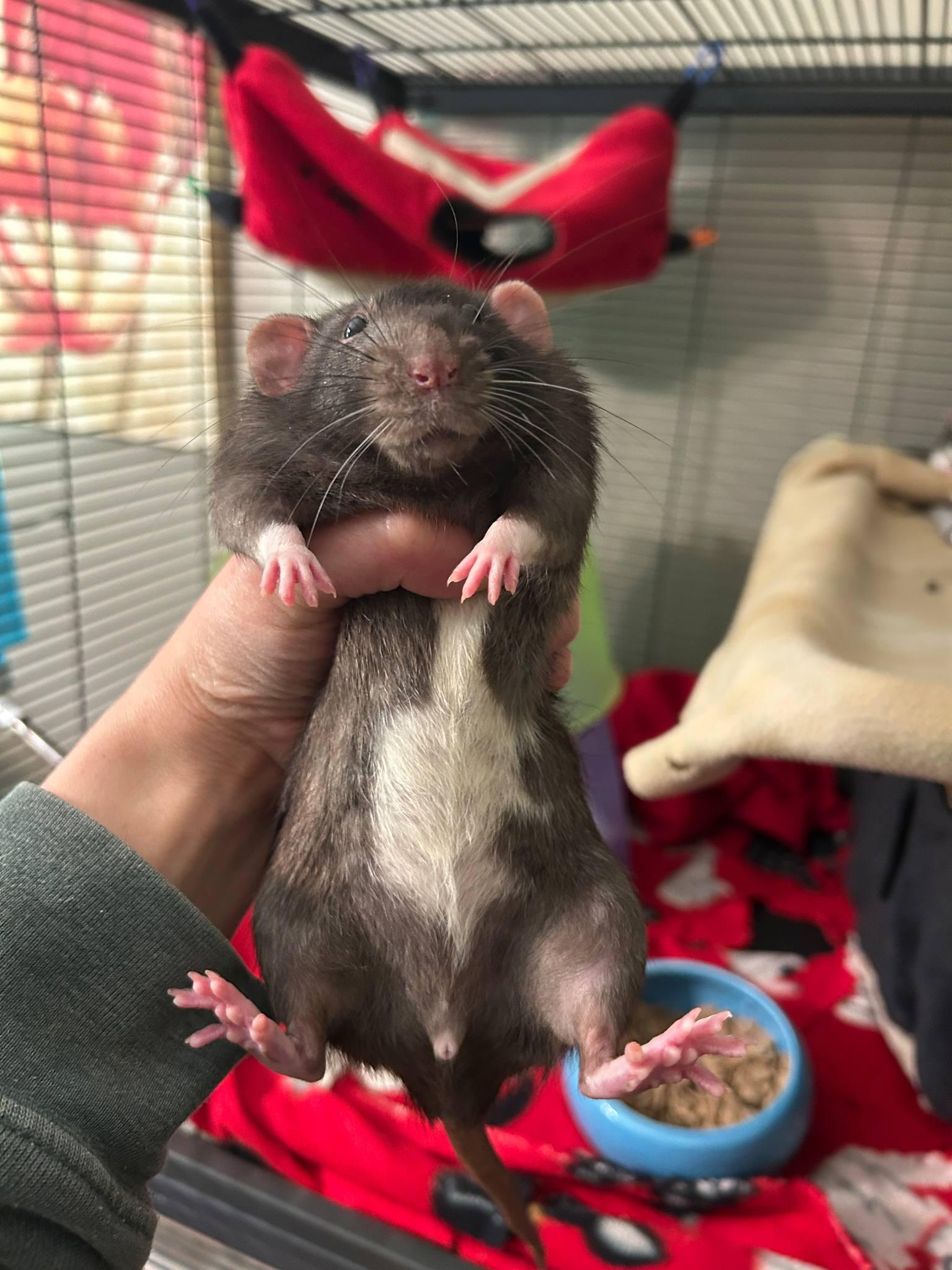 Enlarge Battleship, a Adoptable Rat in Saint Paul, MN image 3/4