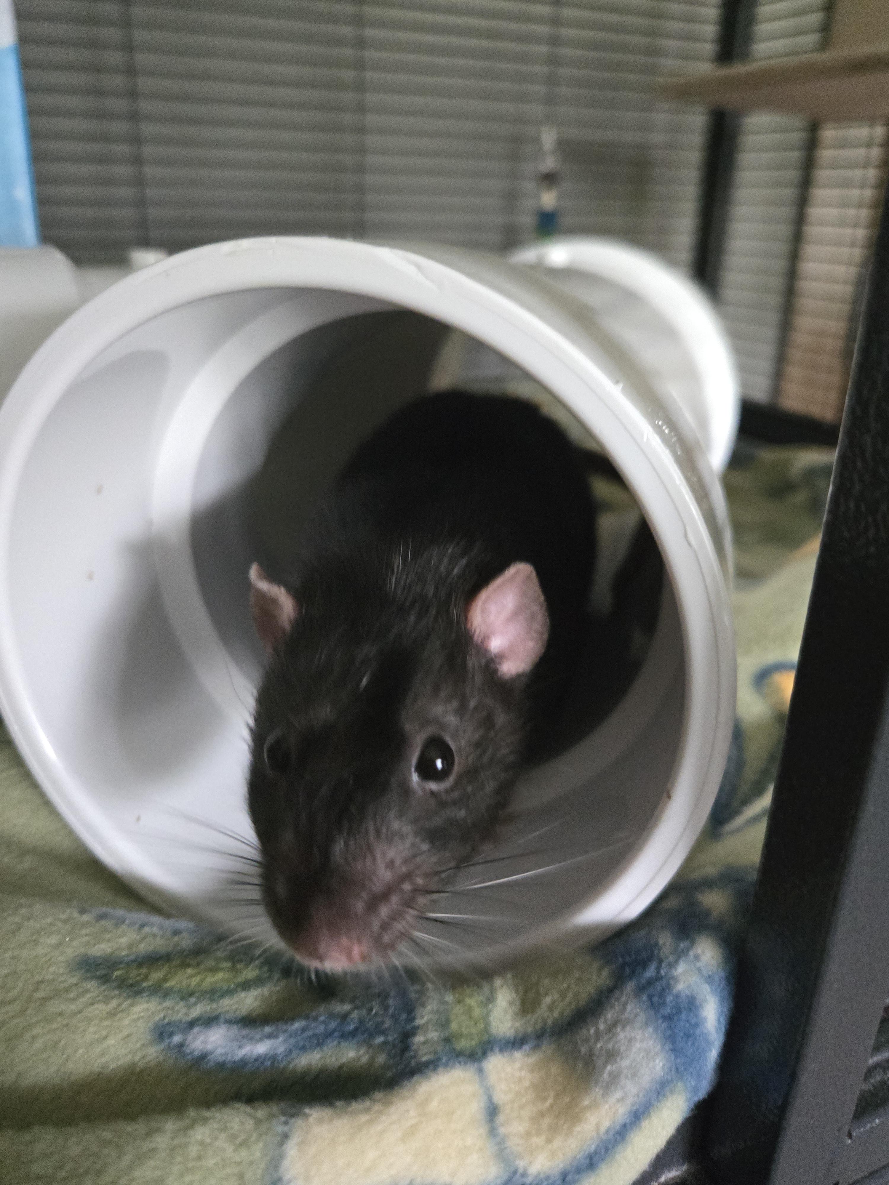 Enlarge Battleship, a Adoptable Rat in Saint Paul, MN image 4/4