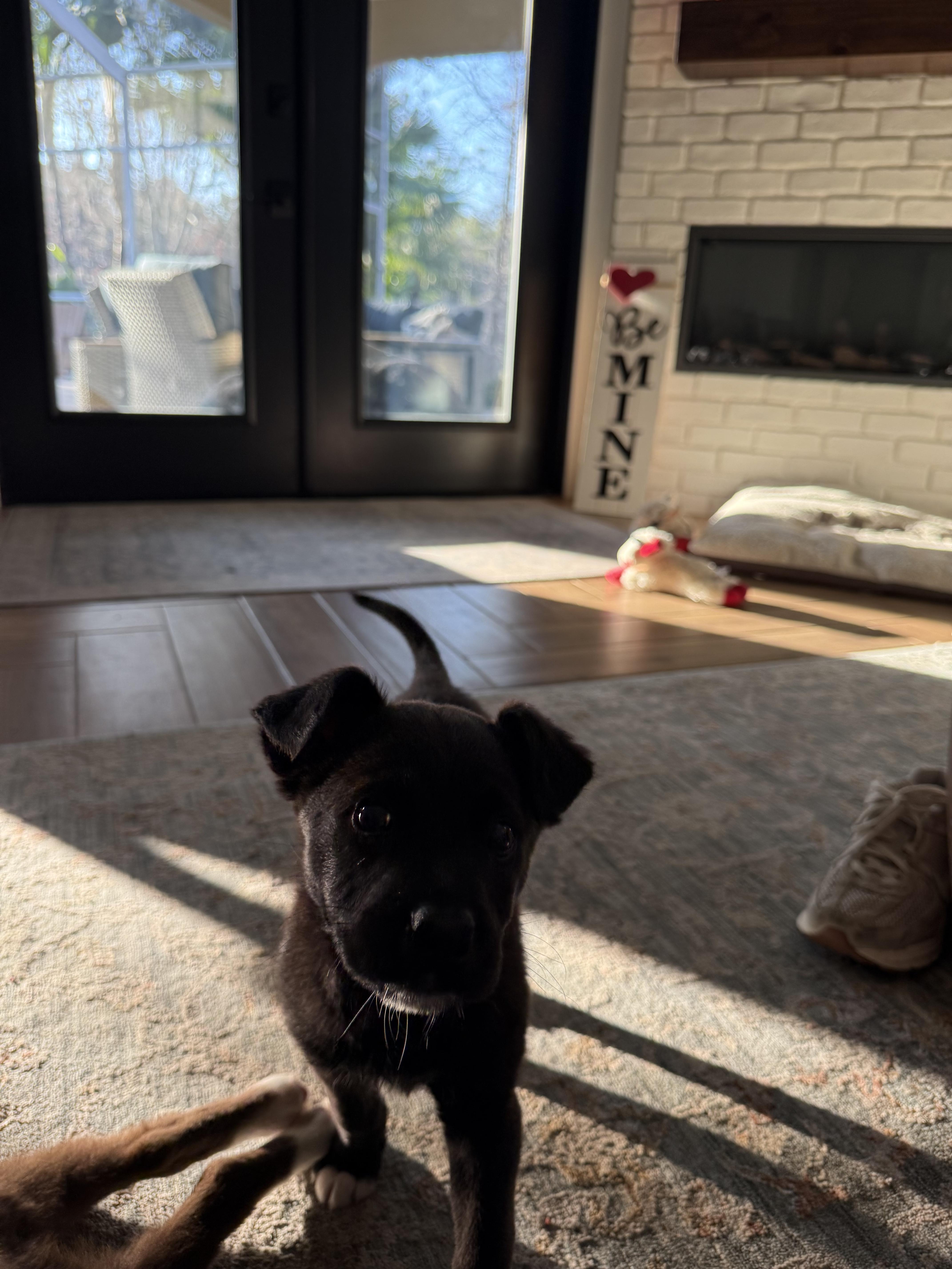 Enlarge Rose, an adopted mixed breed in Tampa, FL image 2/5