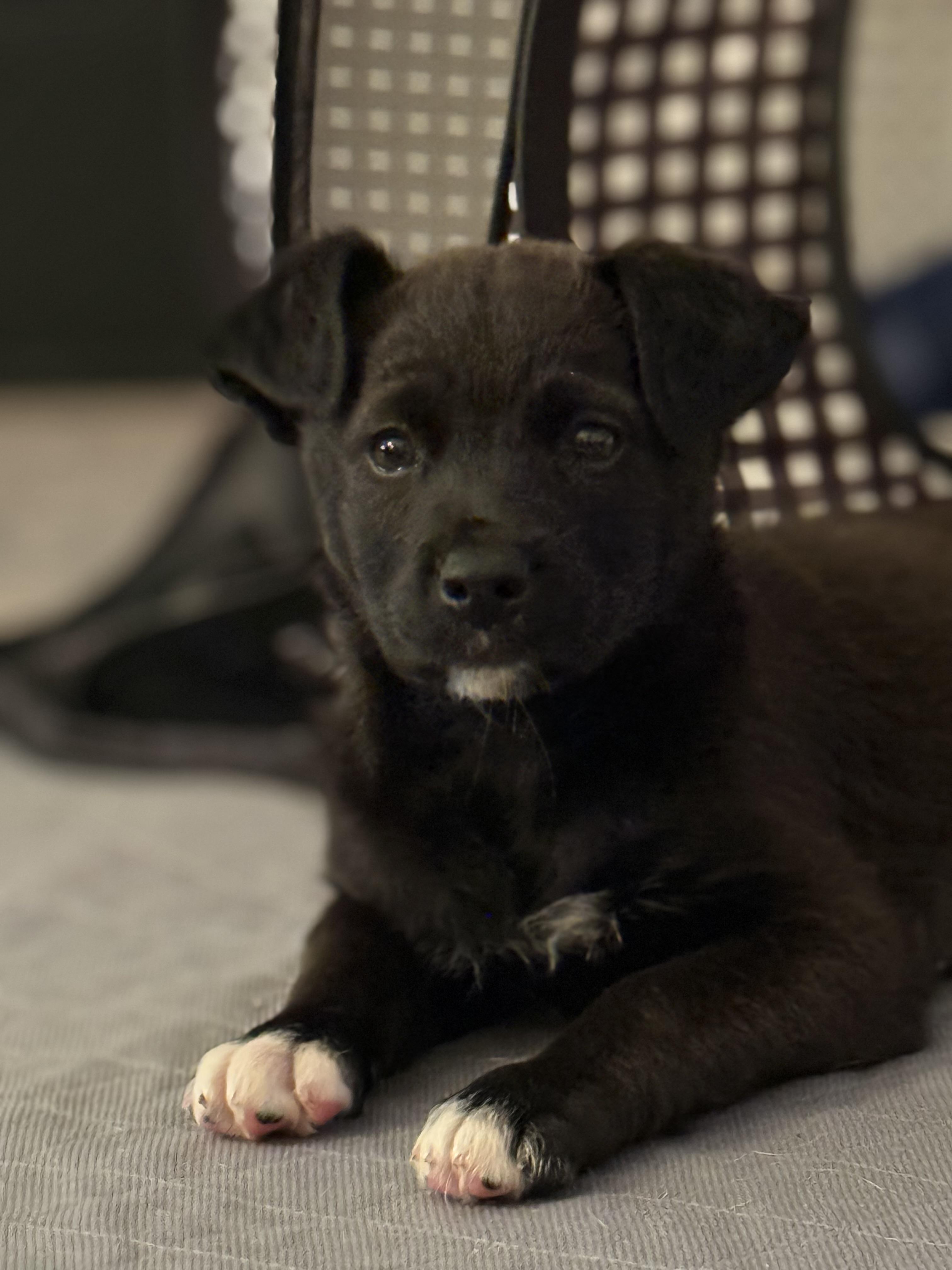 Rose, adopted, Puppy Female Chocolate Labrador Retriever & Shepherd.