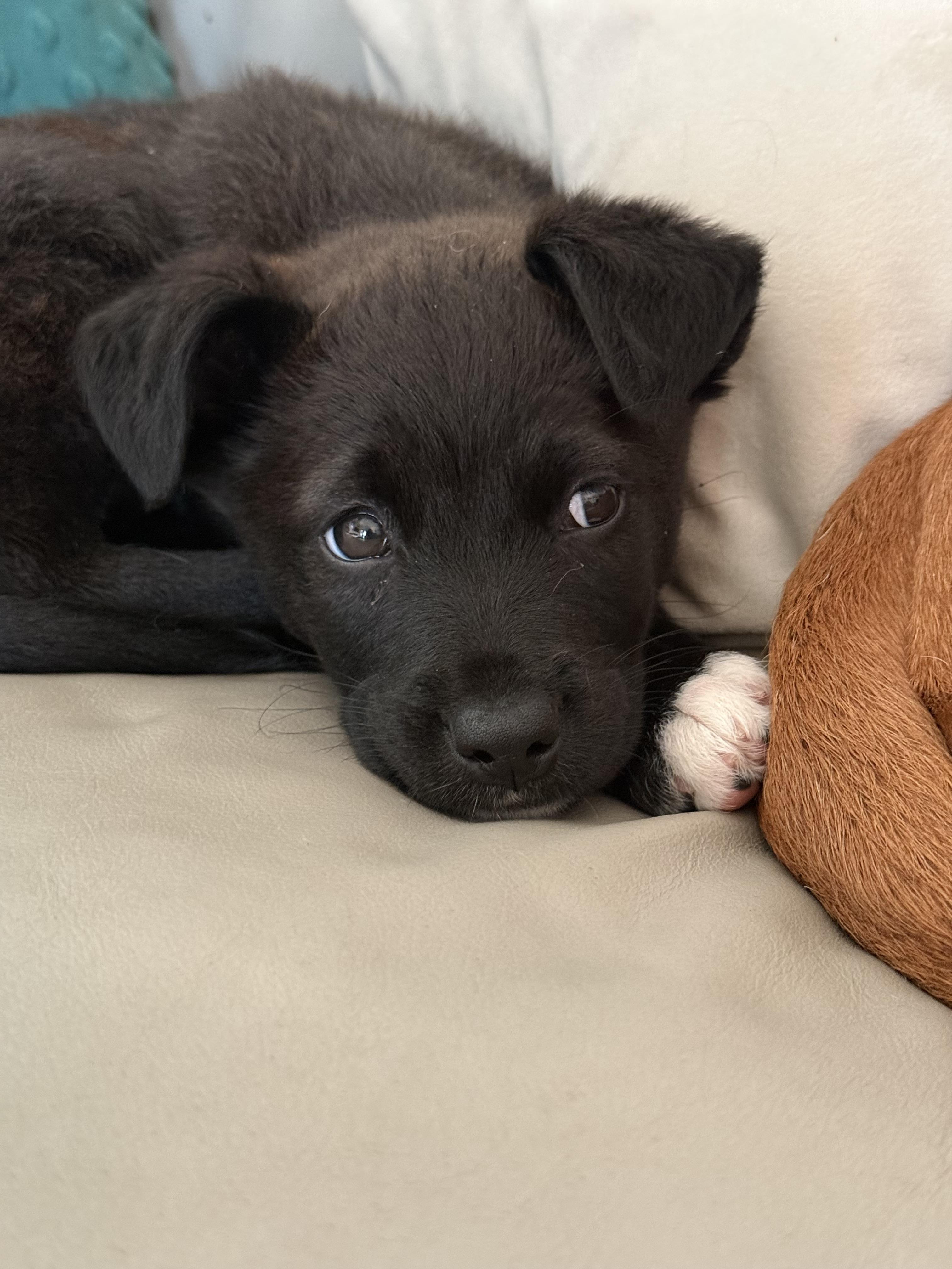 Enlarge Rose, an adopted mixed breed in Tampa, FL image 3/5