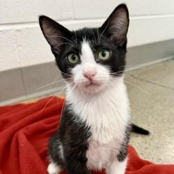 Shelton, a Adoptable Domestic Short Hair in Phoenix, AZ image 1/2